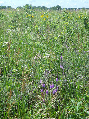 Native Minnesota plants