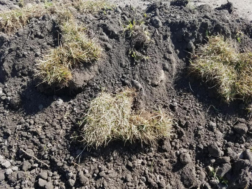 Clean Sod/Dirt Disposal FraDor Landscape Supply