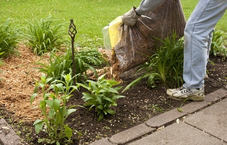 13535157 - man spreading cypress mulch in a flower garden to conserve moisture