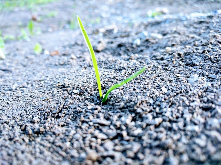 When is the best time to plant grass seed in Minnesota? Frador