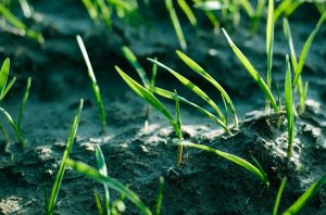 When is the Best Time to Plant Grass Seed in Minnesota?