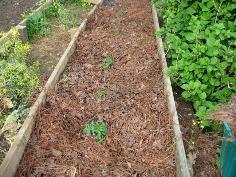 What is the Best Mulch for Vegetable Gardens? - Frador